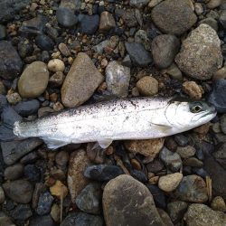 甘くない渓流管釣り